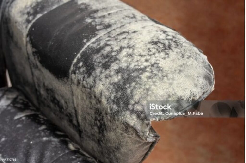Close-up of mold on a black fabric couch cushion.