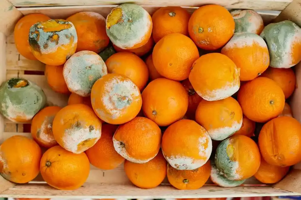 Wooden crate of oranges, many showing green and white mold growth.